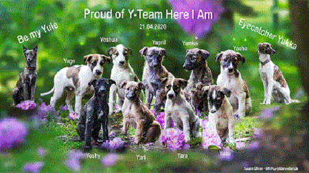 Proud of Y-Team Here I am Wurf