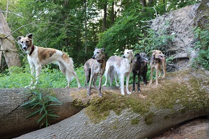 Wanderung um den Huwenowsee mit dem Proud of Y-Team