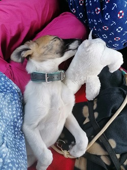 Yasha während der Autofahrt