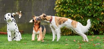 Langhaar Whippet Yasha ZZP