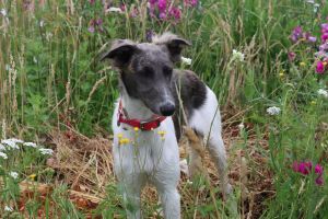 Langhaar Whippets Wiesenflitzer