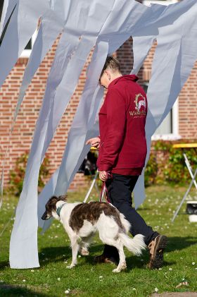 Langhaar Whippet Longhaired Whippet
