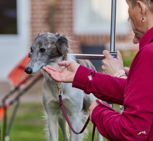 Langhaar Whippets Wiesenflitzer