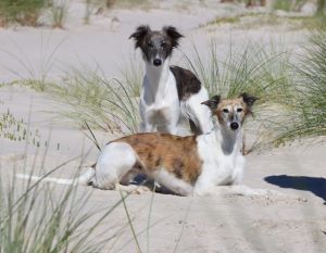 Langhaar Whippets Wiesenflitzer