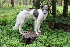 Longhaired Whippet Alvy-Wiesenflitzer