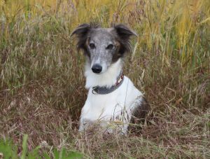 Longhaired Whippet Alvy-Wiesenflitzer