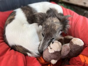 Longhaired Whippet Alvy-Wiesenflitzer