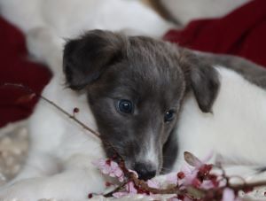 Langhaar Whippets liebevolle Welpen Aufzucht