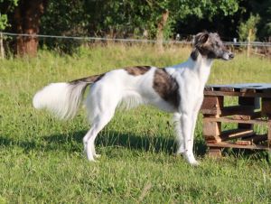 Langhaar Whippets Wiesenflitzer