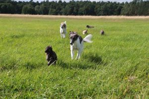 Langhaar Whippets Wiesenflitzer