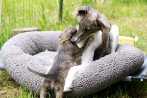 Langhaar Whippets Wiesenflitzer