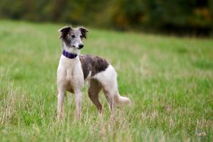 Langhaar Whippet