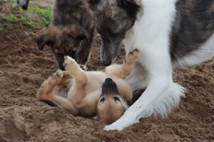 Langhaar Whippets Wiesenflitzer