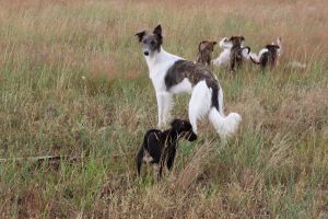 Langhaar Whippets Wiesenflitzer
