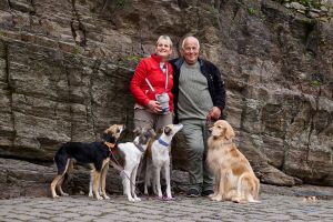 Langhaar Whippets Welpen2026