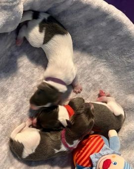 Langhar Whippet Welpen