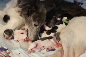 Langhaar Whippet Zucht