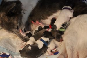 Langhar Whippet Welpen