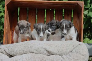 Langhar Whippet Welpen