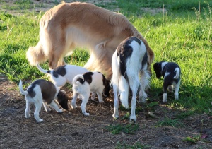 Langhaar Whippets/Longhairedwhippet