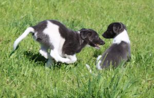Langhaar Whippets/Longhairedwhippet