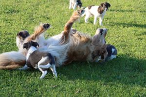 Langhaar Whippets/Longhairedwhippet