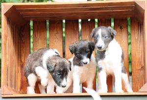 Langhar Whippet Welpen