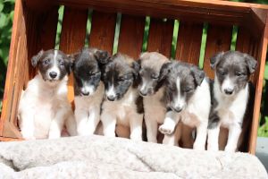 Langhar Whippet Welpen