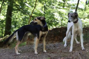 Langhaar Whippets Wiesenflitzer