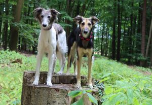 Langhaar Whippet Zucht