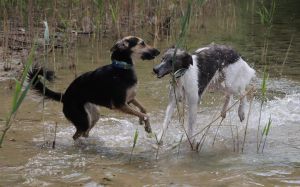 Langhaar Whippets Wiesenflitzer