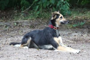 Langhaar Whippets Wiesenflitzer