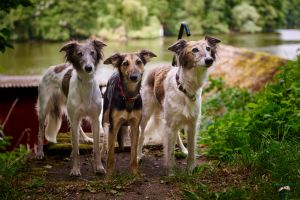 Langhaar Whippets Wiesenflitzer