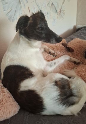 Langhaar Whippet
