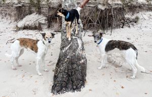 Windhund mit langem Fell