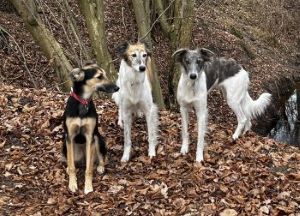 Langhaar Whippet Longhaired Whippet