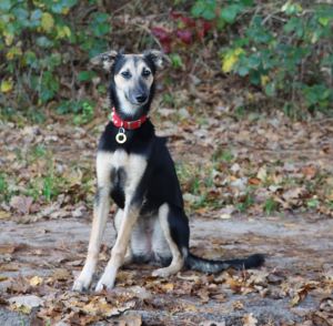 Langhaar Whippets Wiesenflitzer