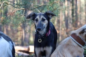 Langhaar Whippets Wiesenflitzer