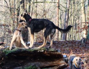 Langhaar Whippets Wiesenflitzer