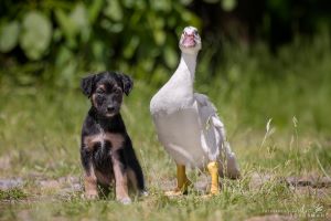 Langhaar Whippets Wiesenflitzer