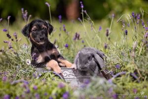 Langhaar Whippets Wiesenflitzer