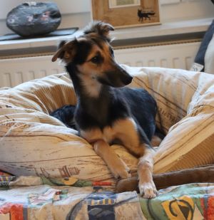 Langhaar Whippets Wiesenflitzer