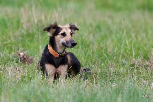Langhaar Whippets Wiesenflitzer