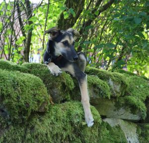Langhaar Whippets Wiesenflitzer