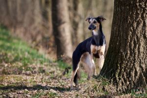 Langhaar Whippet Zucht