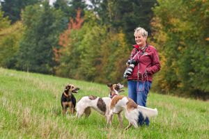 Langhaar Whippets Welpen2026