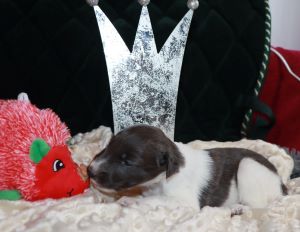 Langhaar Whippets Welpen