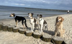 Longhaired Whippet Alvy-Wiesenflitzer