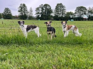 Langhaar Whippets Wiesenflitzer