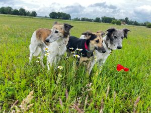 Langhaar Whippet Zucht